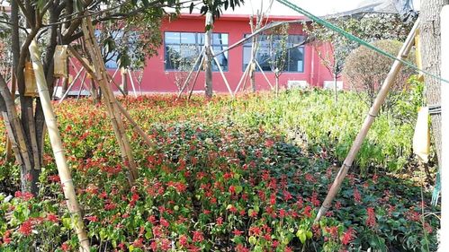 卓達(dá)綠色裝配式建筑工廠助力安康高新區(qū)實驗小學(xué)建成與家具一體化建設(shè)