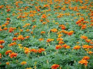 供應(yīng)山東孔雀草 品質(zhì)優(yōu)良，森淼花卉專業(yè)批發(fā)